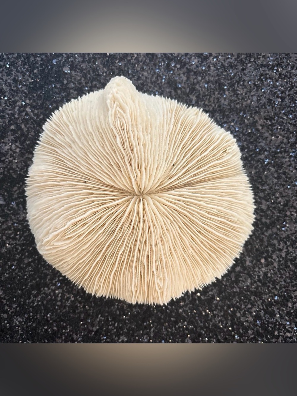 Coastal Seashell & Starfish Collection | Natural Beach Décor Display Bundle - Picture 3 of 11